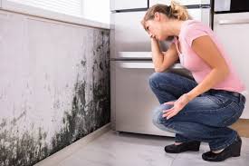 Why You Should Choose Our Mold Remediation Services in Placeholder9